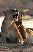 Moment de tendresse entre une lionne et son lionceau Namibie