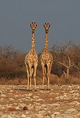 Giraffes of Angola side by side in the Etosha Park Namibia