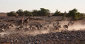 Panic of a group of herbivores at the waterhole Namibia