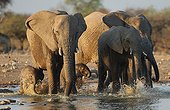 Group of Elephants crossing a waterhole in Namibia 