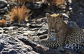 Male leopard resting on rocks in the morning Namibia 