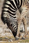 Burchell's zebra rubbing his nose with a paw Namibia