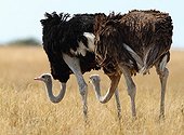 Couple of African Ostriches with their heads down Namibia 