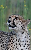 Young Cheetah worried about intrusion in Namibia 