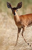 Steenbok discovering an intruder on its territory Namibia