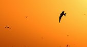 Gulls circling in the light of sunset in Namibia