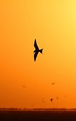 Gulls circling in the light of sunset in Namibia