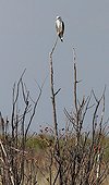 Black shouldered Kite scanning the savannah Namibia
