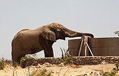 Elephant drinking from a reservoir during the dry season Namibia  ; Reservoir for a water supply. 