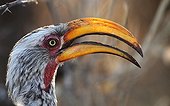 Portrait of an eastern yellow billed Hornbill Namibia