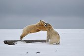 Polar bears in the Arctic National Wildlife Refuge Alaska 