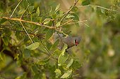 Blue-naped Mousebird on a branch East Tsavo Kenya