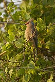 Blue-naped Mousebird on a branch East Tsavo Kenya