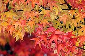 Maple leaves in autumn Franche-Comté France