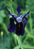 Iris 'Black Beauty' in bloom in a garden