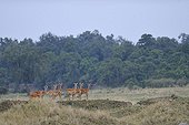 Groupe de femelle Impalas en alerte RN du Masaï Mara Kenya