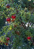 Pomegranate in fruit in a garden