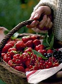 Havest of red fruits in a garden