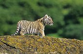 Young Tiger on a rock