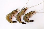Black tiger shrimp of an organic livestock ; Shrimp farms in Madagascar is considered the greenest in the world and supported by WWF and UNESCO.