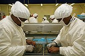 Bio-breeding black tiger prawns from Madagascar ; Packaging of shrimp. Shrimp farms in Madagascar is considered the greenest in the world and supported by WWF and UNESCO.