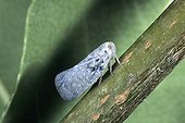 Leafhopper was white Pégomas France  ; Introduced pest in North America 