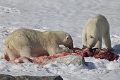 Polar bear eating a seal and bearded young Svalbard 