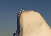 Ivory gulls on iceberg Kangerdlussuaq Fjord Greenland