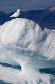 Glacier on Devon Island Lancaster sound Nunavut Canada 