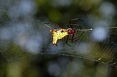 Spider in a web in the Sapiranga reserve in Brazil