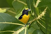 Purple-throated Euphonia building its nest Diogo Brazil