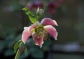 Hellebore 'Princesse Sturdza' in bloom in a garden