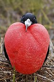 Magnificent fregate bird (Fregata magnificens) sitting on brushwood and mating with bloated throat pouch, Genovesa Island, Tower Island, Galápagos Archipelago, Ecuador, South America