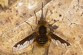 Large bee fly (Bombylius major)