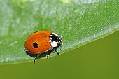 Two-spotted Lady Beetle (Adalia bipunctata)