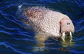 Pacific walrus (Odobenus rosmarus divergens), swimming in the water, Bering Sea, Alaska