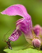 Little spider, doing ant mimicry, on deadnettle blossom, Germany