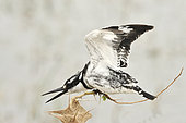 Pied Kingfisher in intimidation posture Amboseli NP Kenya 