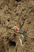 Red and yellow Barbet leaving a mound Kenya