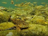 Bullhead surrounded by minnows France ;  