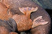Many Pacific walruses (Odobenus rosmarus divergens) lying tightly squeezed, Bering Sea, Alaska