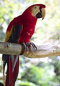 Scarlet Macaw (Ara macao), also know as Lapa roja, Costa Rica, Central America