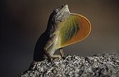 American lizard, Costa Rica, Central America