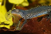 Alpine newt (Triturus alpestris) underwater, male, feeding his own old skin