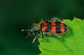 Bee beetle, Trichodes alvearius