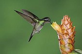 Purple-throated Mountain-gem (Lampornis calolaema), male in flight feeding on Spiral Ginger (Costus Pulverulentus), Central Valley, Costa Rica, Central America