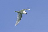 Ivory Gull (Pagophila eburnea) in flight, Spitsbergen, Norway, Europe
