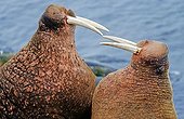 Pacific walruses (Odobenus rosmarus divergens) standing face-to-face threatening each other, Bering Sea, Alaska