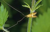 Longhorn Moth (Nemophora degeerella), male
