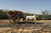 A man and his ox, rural life, Karnataka, India, Asia